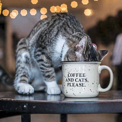 A gray and white tabby cat drinks from a speckled cream-colored enamel mug that reads 'COFFEE AND CATS, PLEASE.' The mug sits on a dark table with warm bokeh string lights blurred in the background.